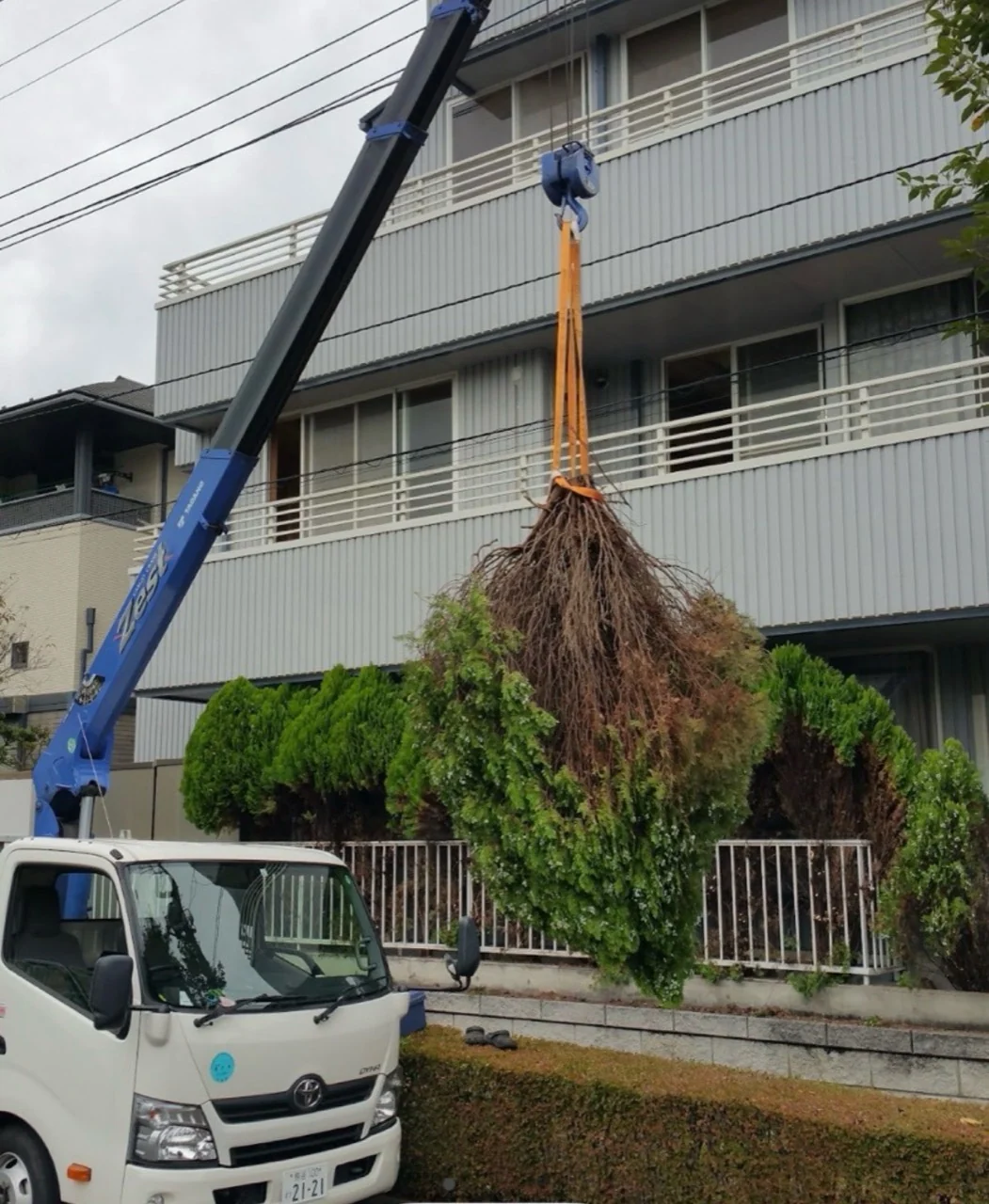 ユニックで庭木の根を引き上げている様子