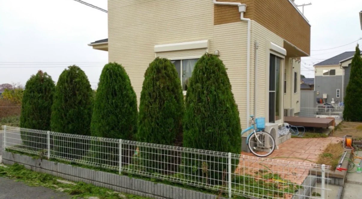 剪定後の樹形が整えられた庭木