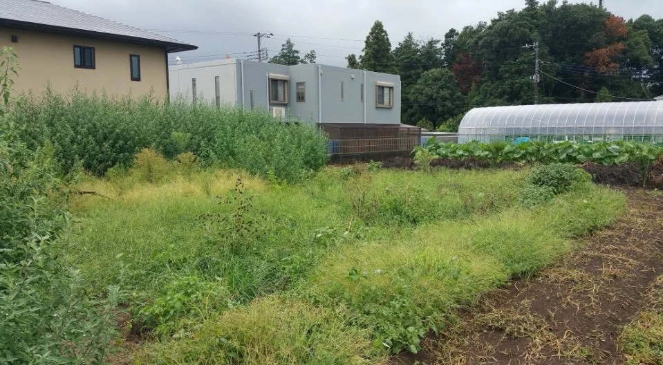 大規模伐採前の草木が伸びた敷地